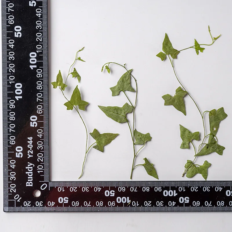 

120 шт., гербарий для украшений из эпоксидной смолы