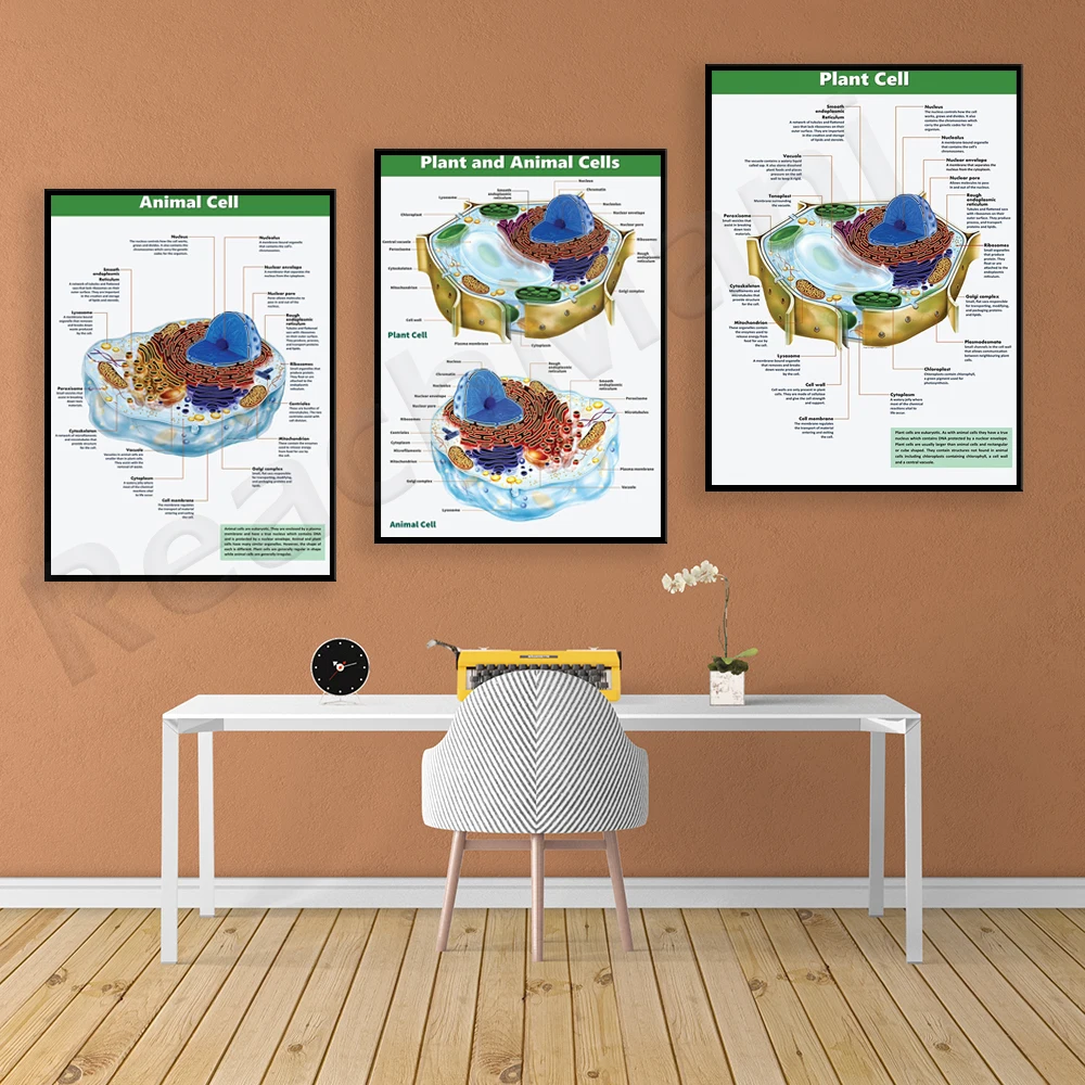 

Cells, plant cells, animal cells, science and biology posters, science education classroom posters