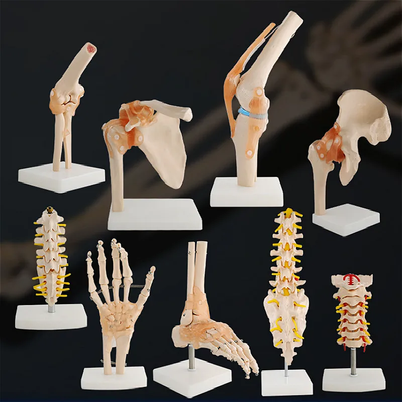 

human knee joint Functional model shoulder elbow joint ligament model hand foot joint hip joint movable bone model