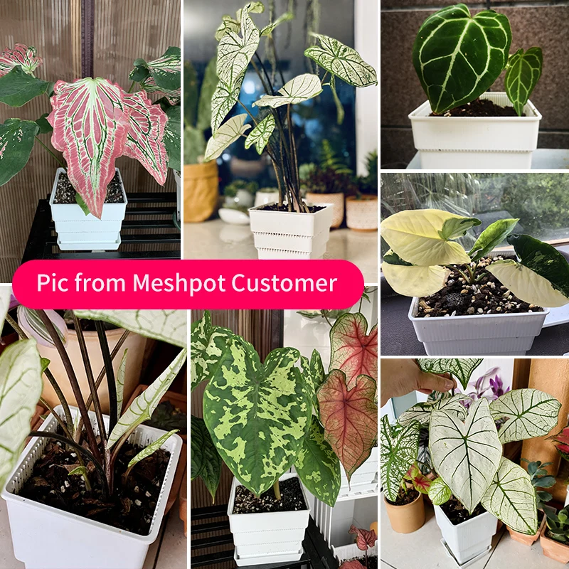 Фото Оптовая продажа, горшок Meshpot 40 шт., 10 см, горшок для суккулентов, Бегония алоказия, специализированный горшок с дренажными отверстиями, горшк... №5