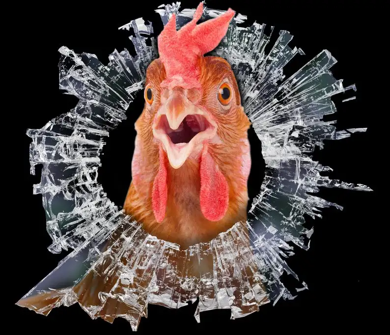 

2021 chicken window decal, chicken car decal, funny chicken sticker