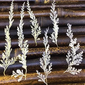 120 шт 6-10 см прессованный высушенный цвет слоновой кости стенолома Chusanum цветок растения Гербария Ювелирные изделия Чехол для телефона аксессуары