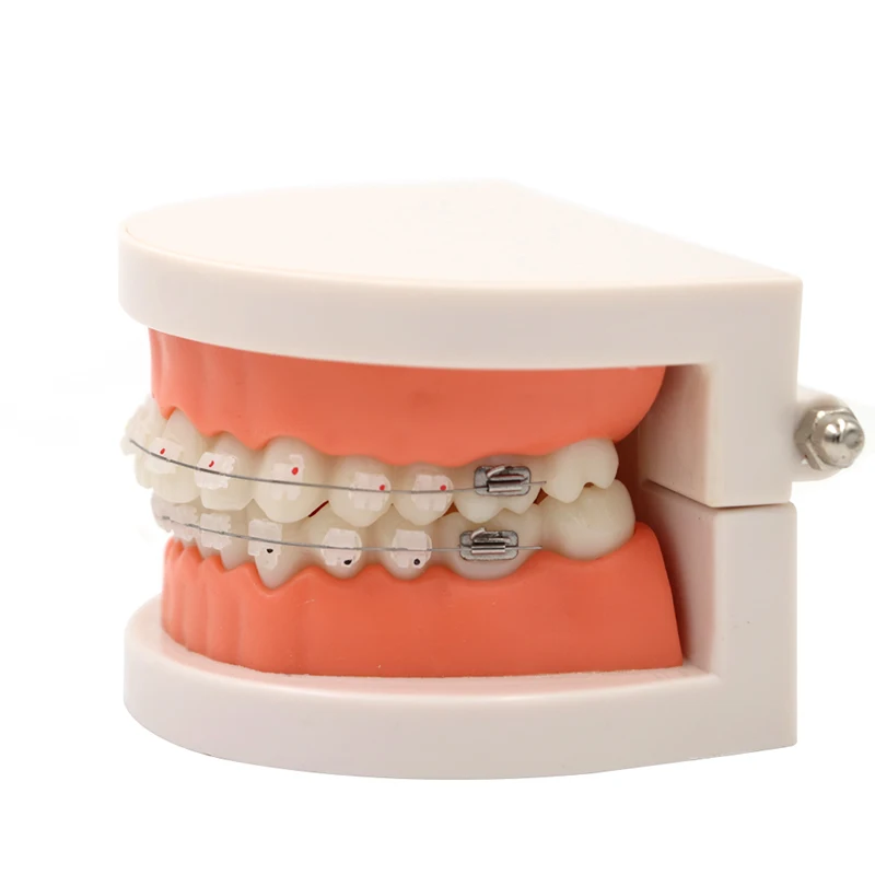 

Dental Teach Study Orthodontic Teeth Model With Creamic Brackets Buccal Tubes