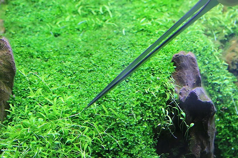 VIV водный Пинцет для растений из нержавеющей стали прямой изгиб никогда не