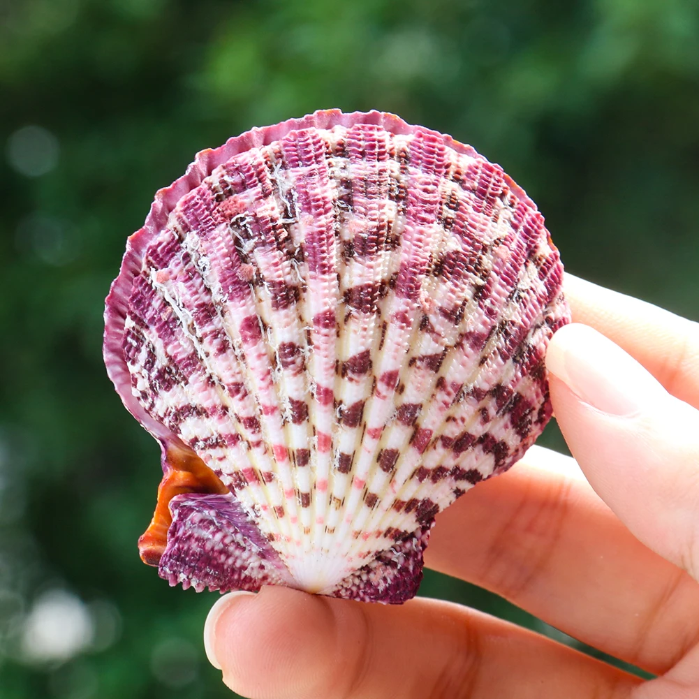 Натуральные двухсторонние картины маслом гребешок Аквариум Ландшафтный дизайн