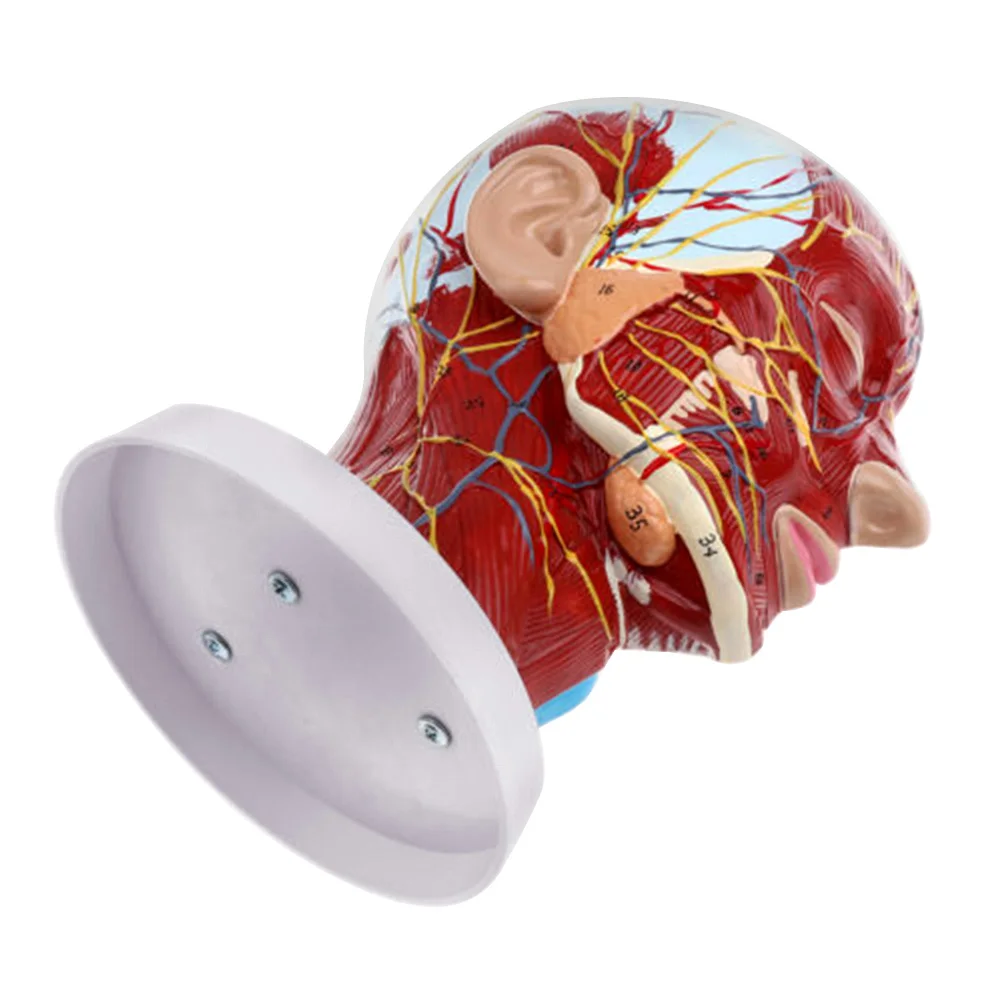 ПВХ анатомическая человеческая голова среднего мозга сагиттальная модель