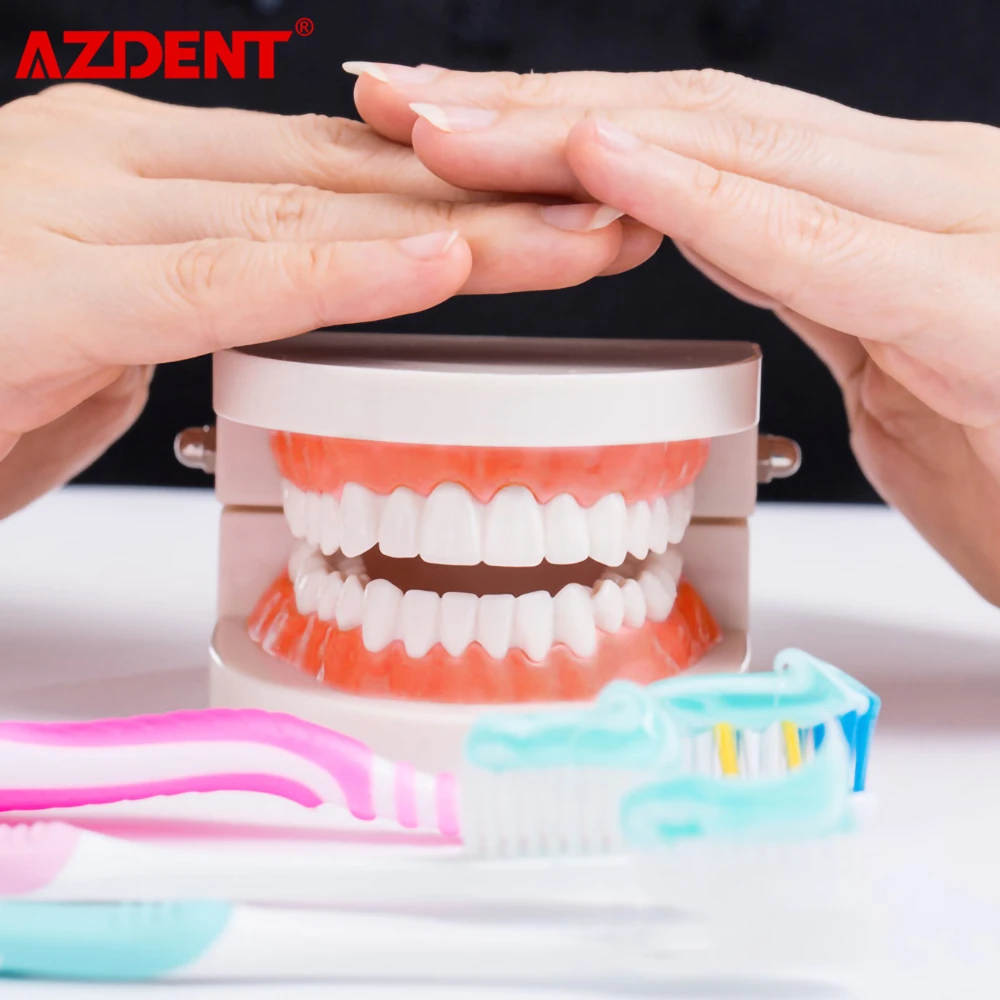 1: 1 Стандартный зубная литейная форма Стоматологическая модель зубов ПВХ