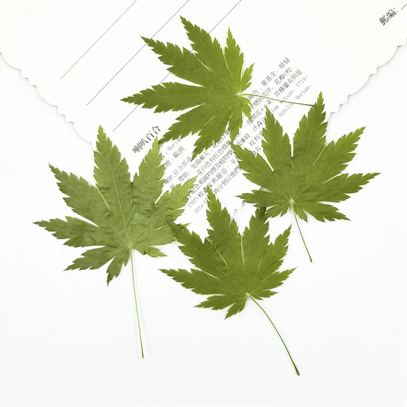 

12 pressed and dried green maple leaves, dried plant leaves, DIY accessories, bookmarks, flower decorations
