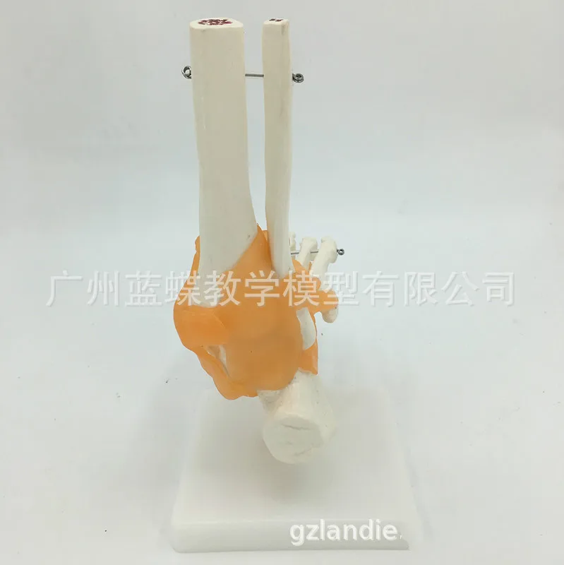 1:1 натуральный размер человеческие ноги суставы голеностопные модель костной