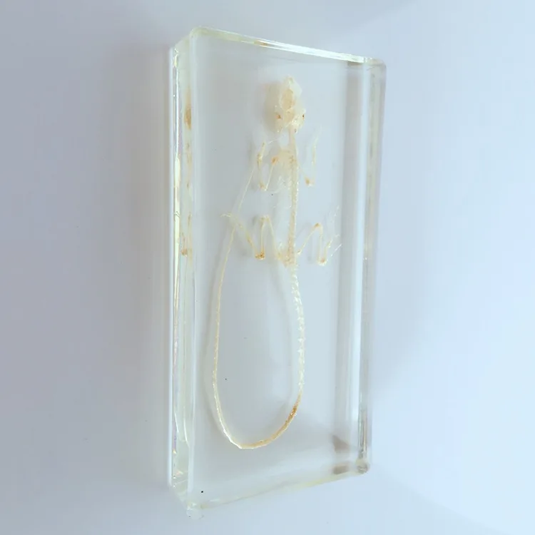 Скелетон ящерицы скелетон для животных встроенный образец биологический