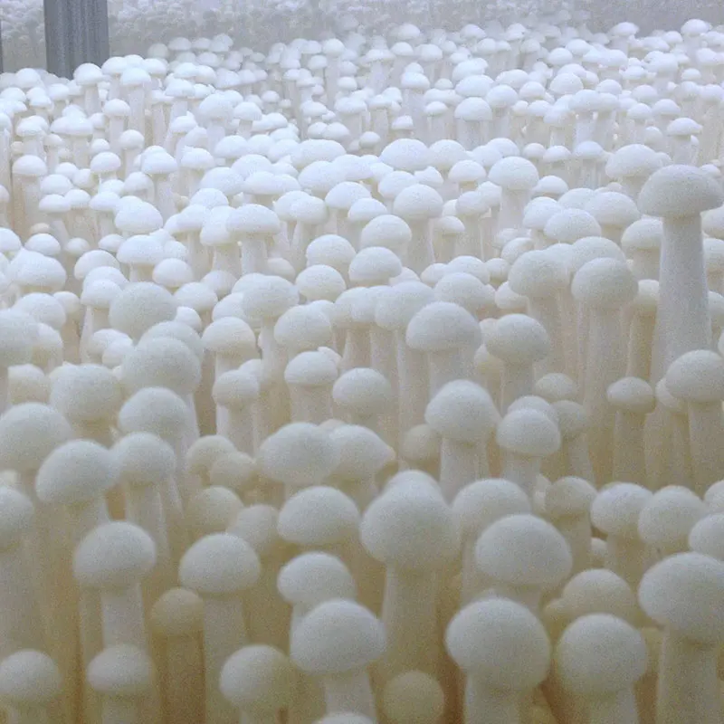 

Hot selling high-quality Flammulina velutipes extract powder