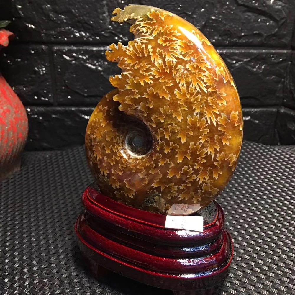 Бутик! Океанская раковина из нефрита натуральный аммонит океанская Декор для