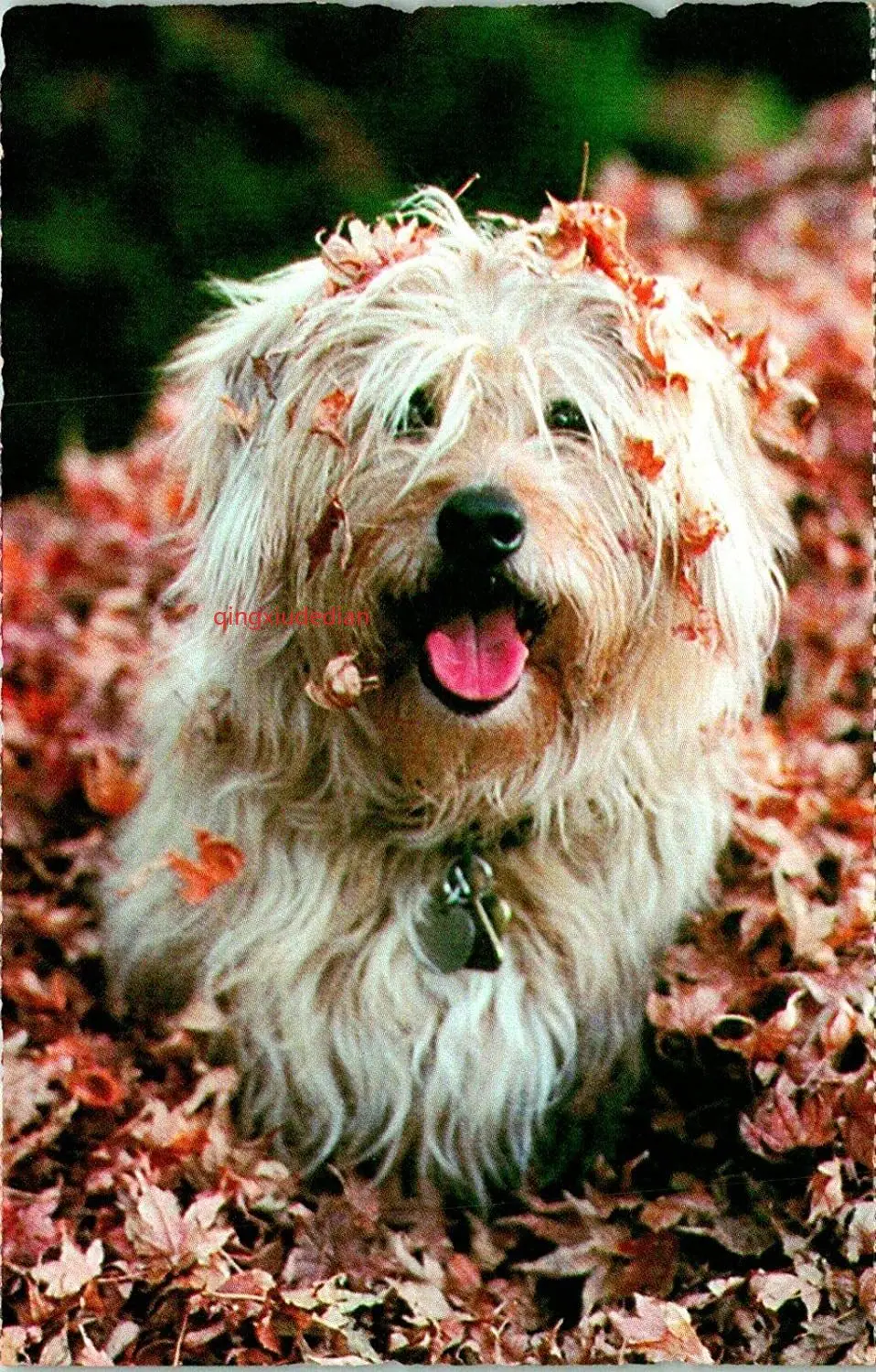 Металлическая настенная табличка Eeypy, Жестяная Табличка, северный берег, Лига животных, пушистая собака, металлическая табличка