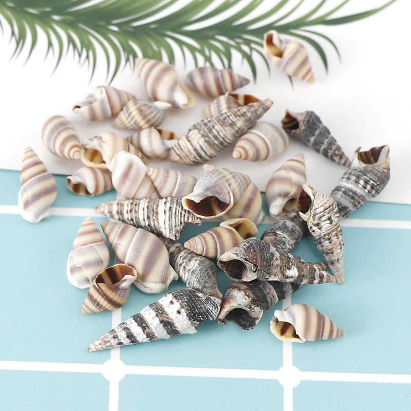 

2021 New Aquarium Beach Landscape Natural Seashells Decorations DIY Mixed Bulk Sea Shell Jewelry Crafts Wall Decor nail shell