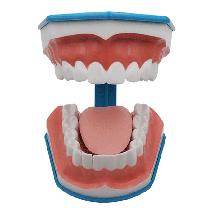 1 шт. модель для чистки зубов с языком и челюстью | Красота здоровье