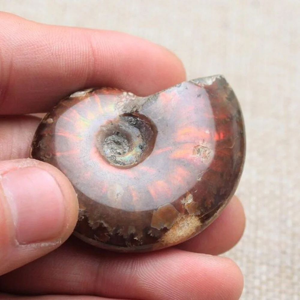 

Rainbow Rare Natural Conch Ammonite Fossil Specimens of Madagascar