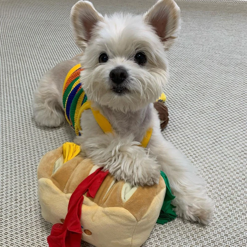 Новые корейские игрушки для домашних животных модель 2021 игрушка Интерактивная