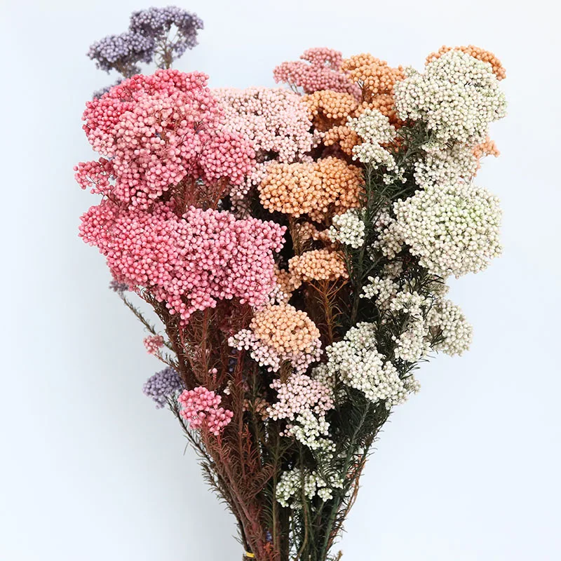 45-50cm Natural Plant Dried Flower Preserved Fresh Immortal Millet Flower Bouquets Gift For Home Decor  Wedding Party Decoration