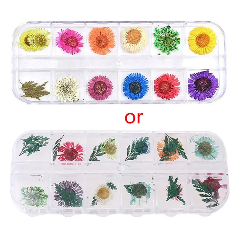 

New 1 Box Real Pressed Flower Leaves Dried Daisy Flower Resin Art Jewelry Making