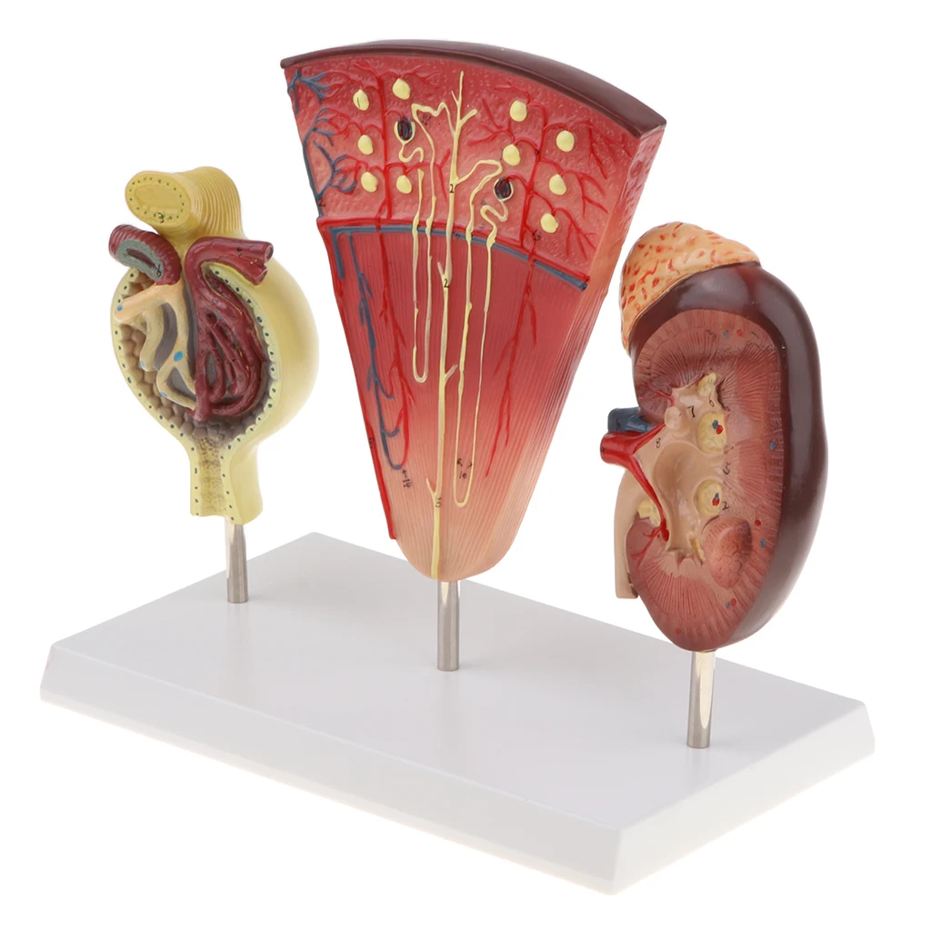 

Magnified Human Kidney Nephron Glomeruli Structure Anatomical Model Display Lab/Medical Study Kits