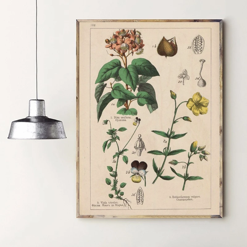Botanical коллекция винтажные плакаты и принты травы 1898s русский язык стены искусства картины холст живопись Домашний Декор стены