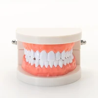 standard dental teaching model study of oral tooth structure