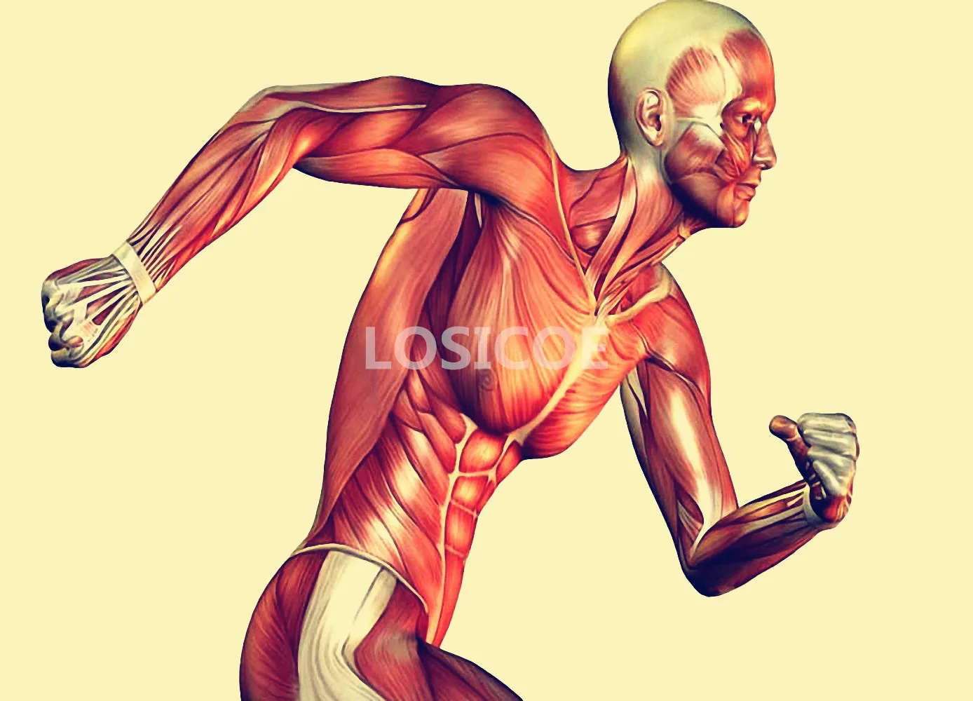 Запуск осанки человеческий мускул медицина Анатомия плакаты ретро крафт бумага