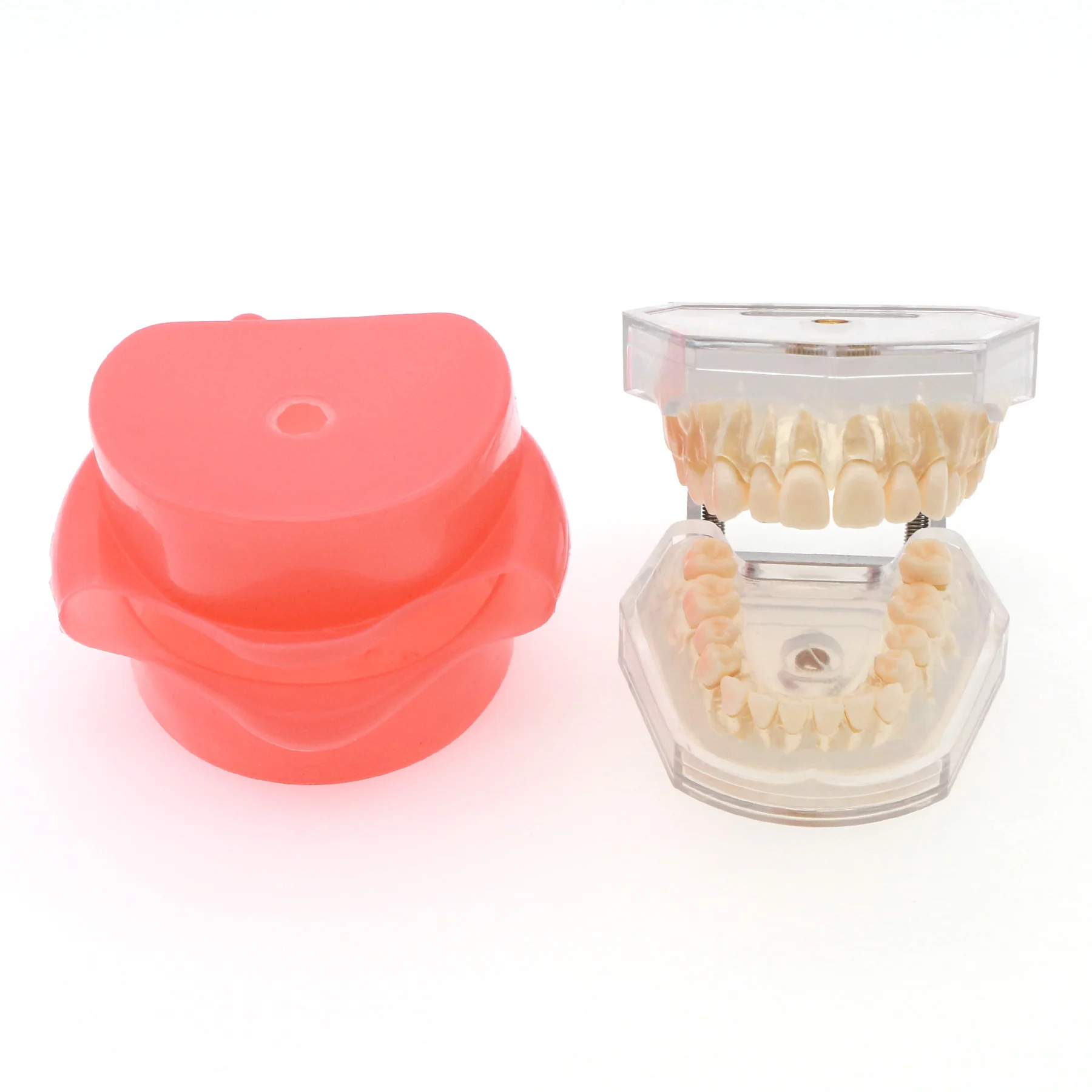 Стоматологическая Typodont практики съемные Зубы Модель мягкая резинка M7008 +