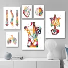 Анатомия человека, система мышц, настенная живопись, плакаты и принты, карта тела, настенные картины, медицинское образование, домашний декор