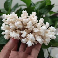 1pcs natural coral sea white coral tree white coral aquarium landscaping home furnishing ornaments home decoration