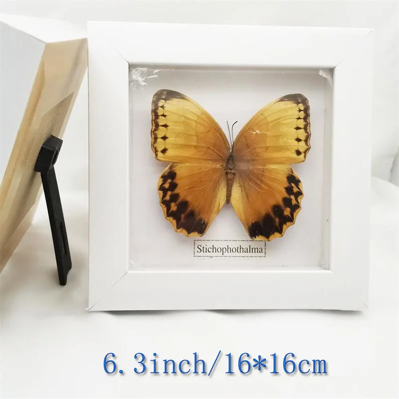 Fixed Spread Wings Butterfly Real Specimens Photo Frame Indoor Decoration Home Decorations Insect Sample Figurines Desk Decor | Дом и сад