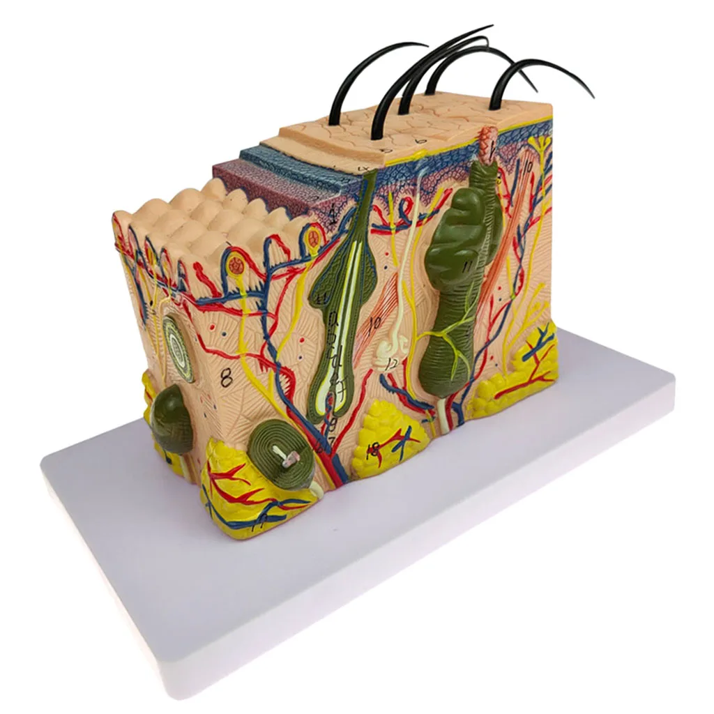 

1pc Skin Structure Model Model Classroom Study Teaching Aids Accessories