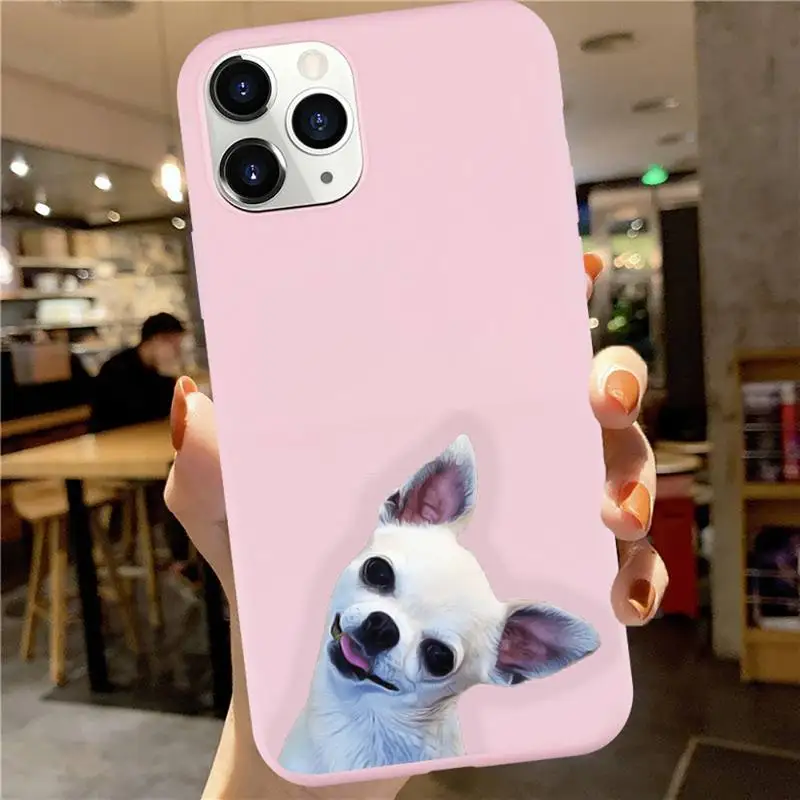 

Chihuahua Dog Cute animal luxury Phone Case coque Candy Color for iPhone 6 7 8 11 12 s mini pro X XS XR MAX Plus protective capa