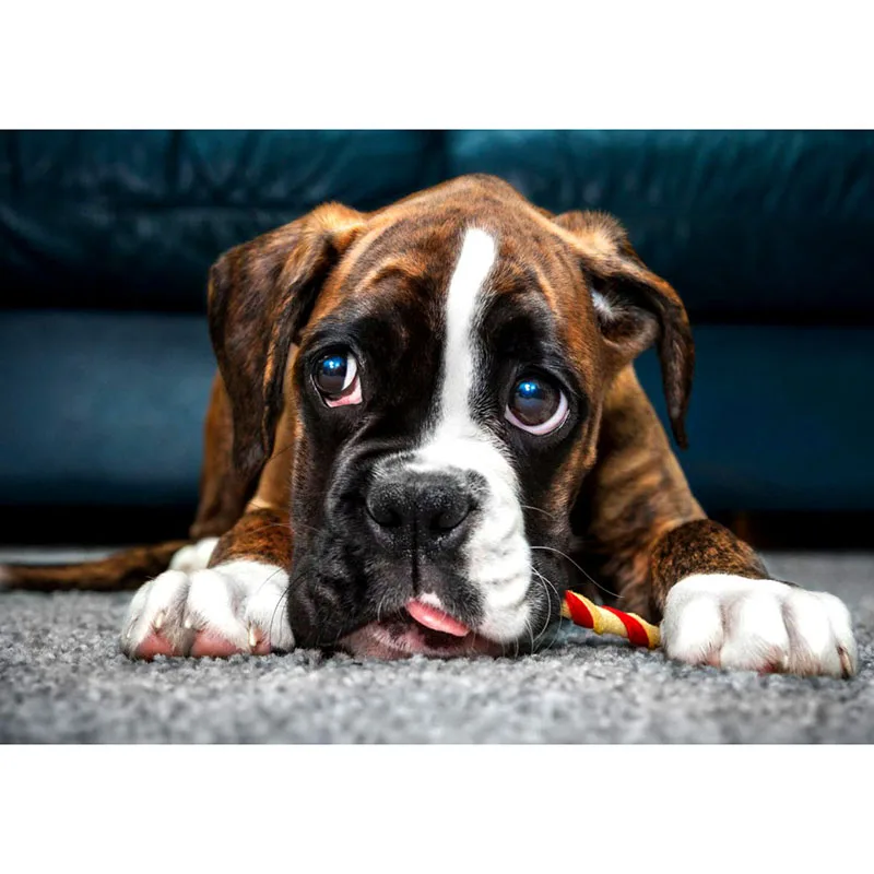 

Полная дрель квадратная Алмазная 5D DIY алмазная живопись "милая собака" Алмазная вышивка крестиком Стразы мозаичная картина, выполненная в т...