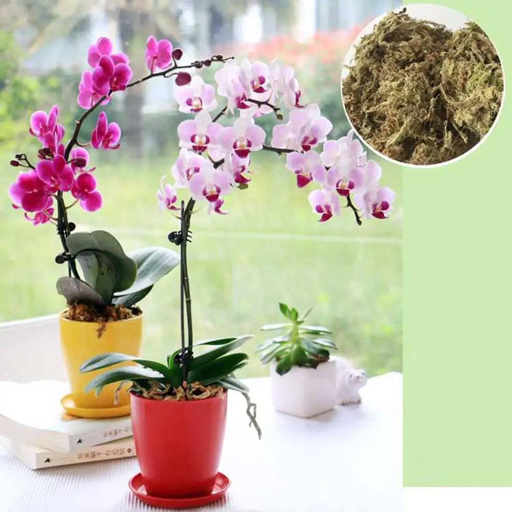 Органическое удобрение Sphagnum Moss 12 л Орхидея фаленопсис мусго цветы Садовые