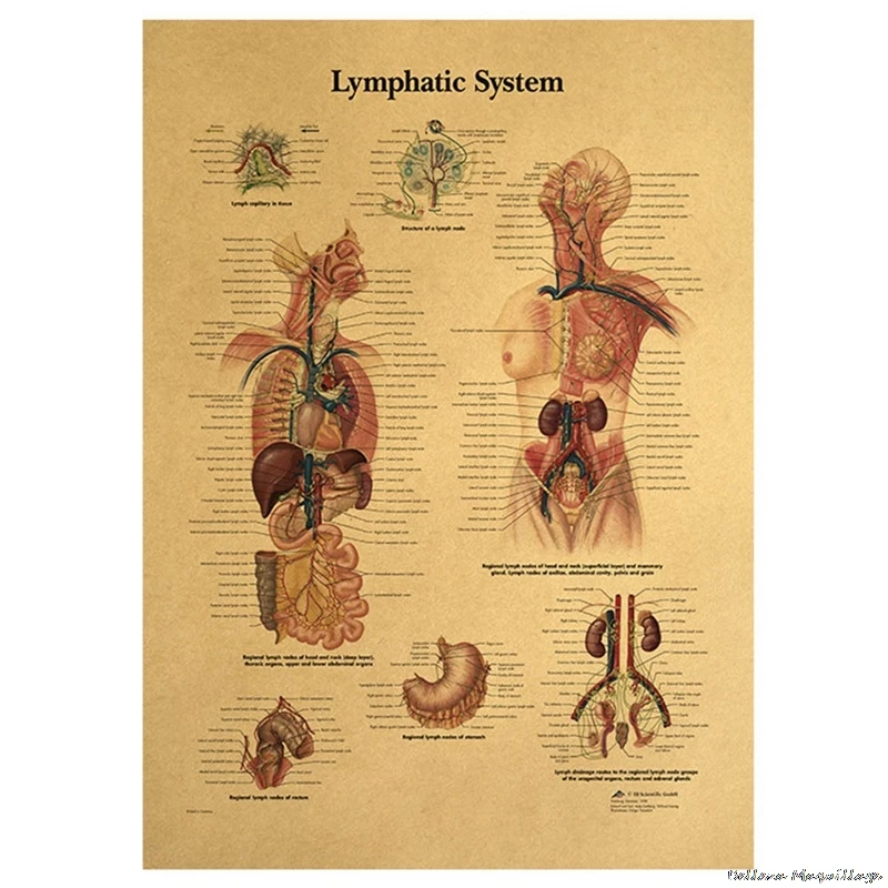 Иллюстрация человеческого тела-скелет ВИНТАЖНЫЙ ПЛАКАТ на крафт-бумаге