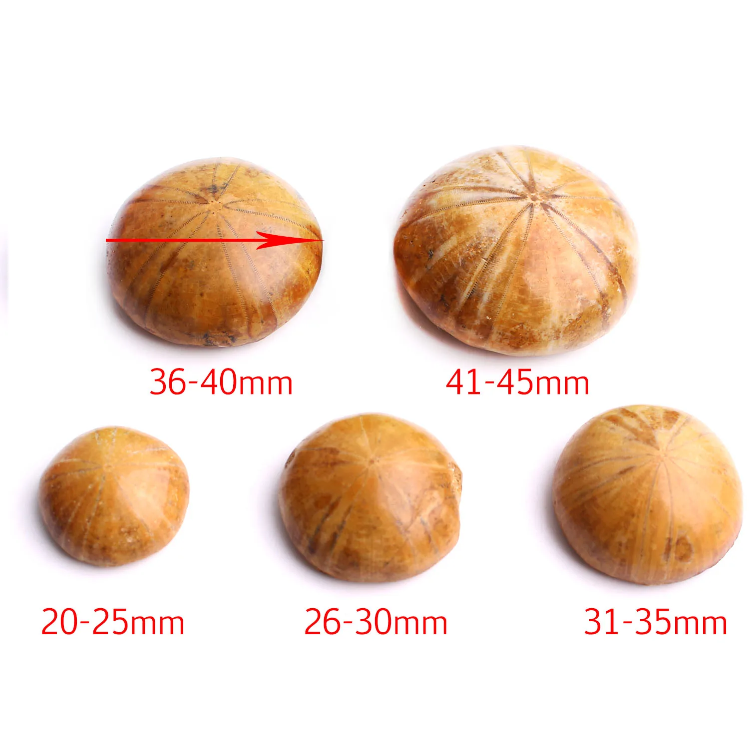 1 шт. высококачественный натуральный образец морской звезды разных размеров