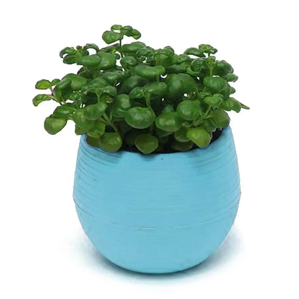 

Cute Succulent Plants Flower Pot Saucer Tray Planter Home Desk Garden Decor