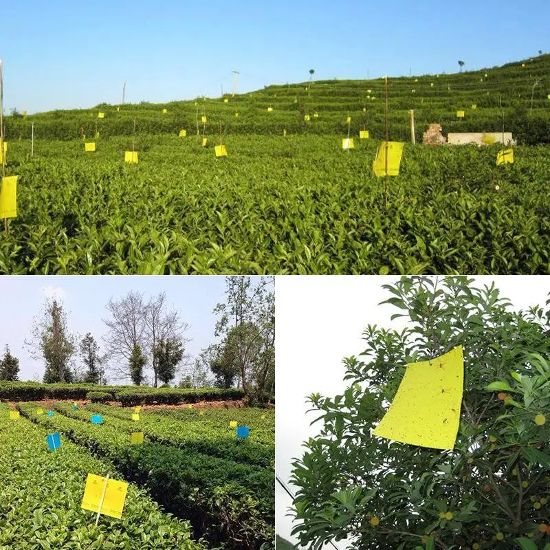 

10pcs /lot Strong Fly Traps Bugs Sticky Board Dual-Sided Catching Insects Pest Control Butterfly Glue Sticker Color Random Send