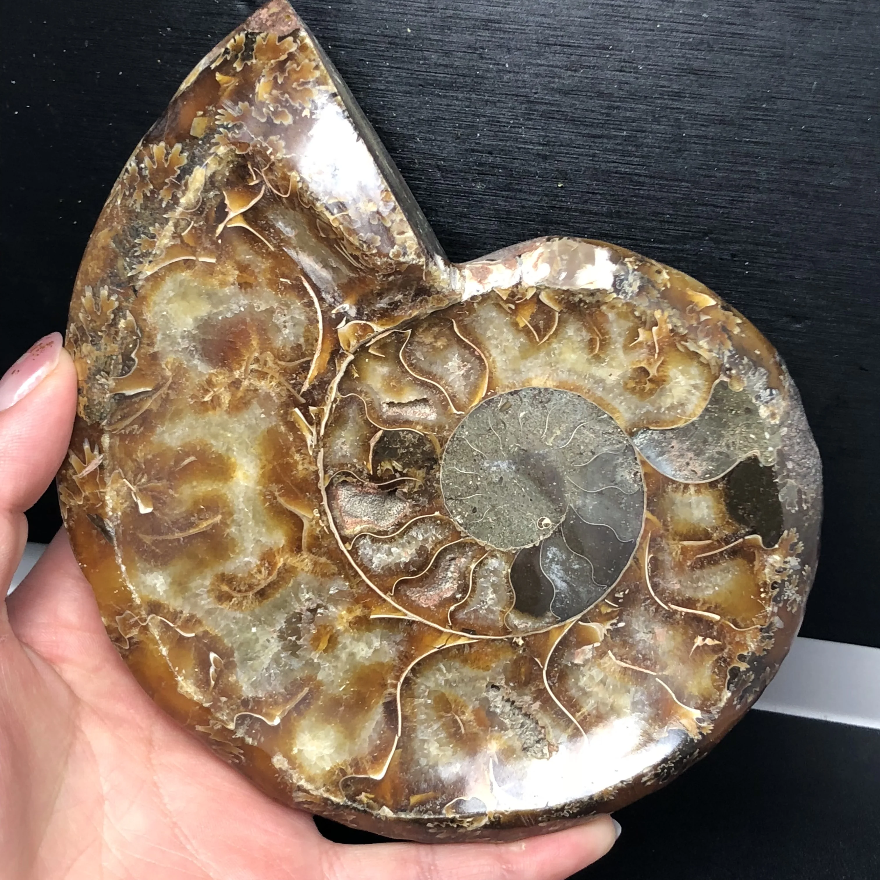 Природный Аммонит окаменелостей банка для табака минералов образец камня