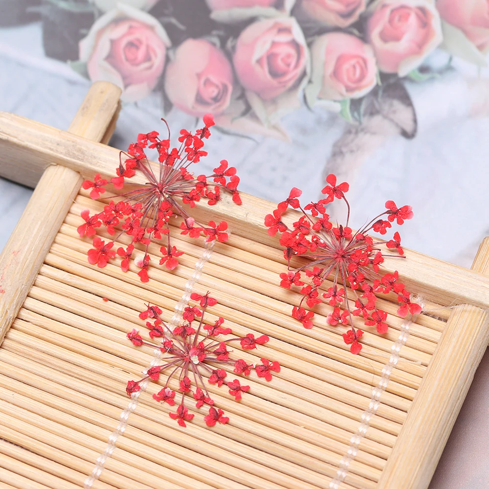 12 шт. прессованный высушенный ами Majus цветок Hand made True Цветы DIY мобильный телефон