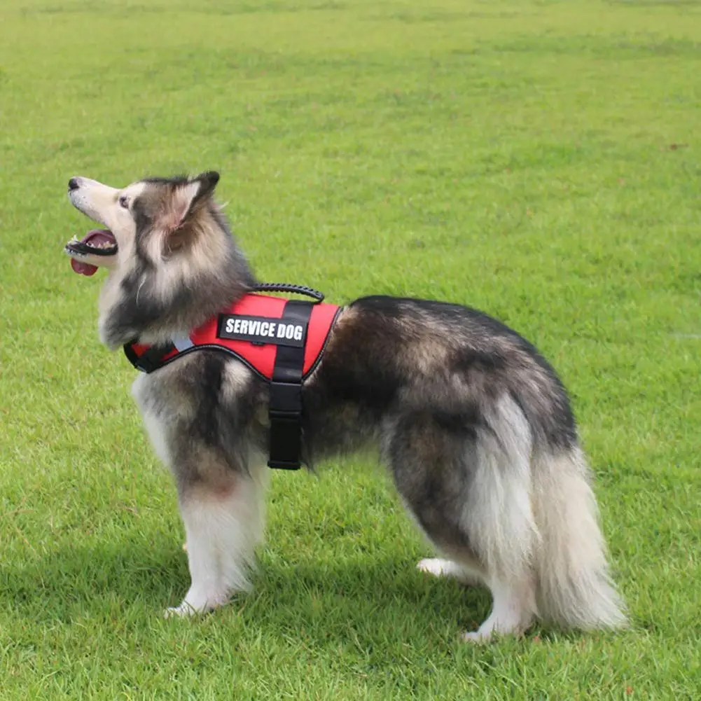 Studyset красная сервисная шлейка для собаки домашнего животного прогулок на