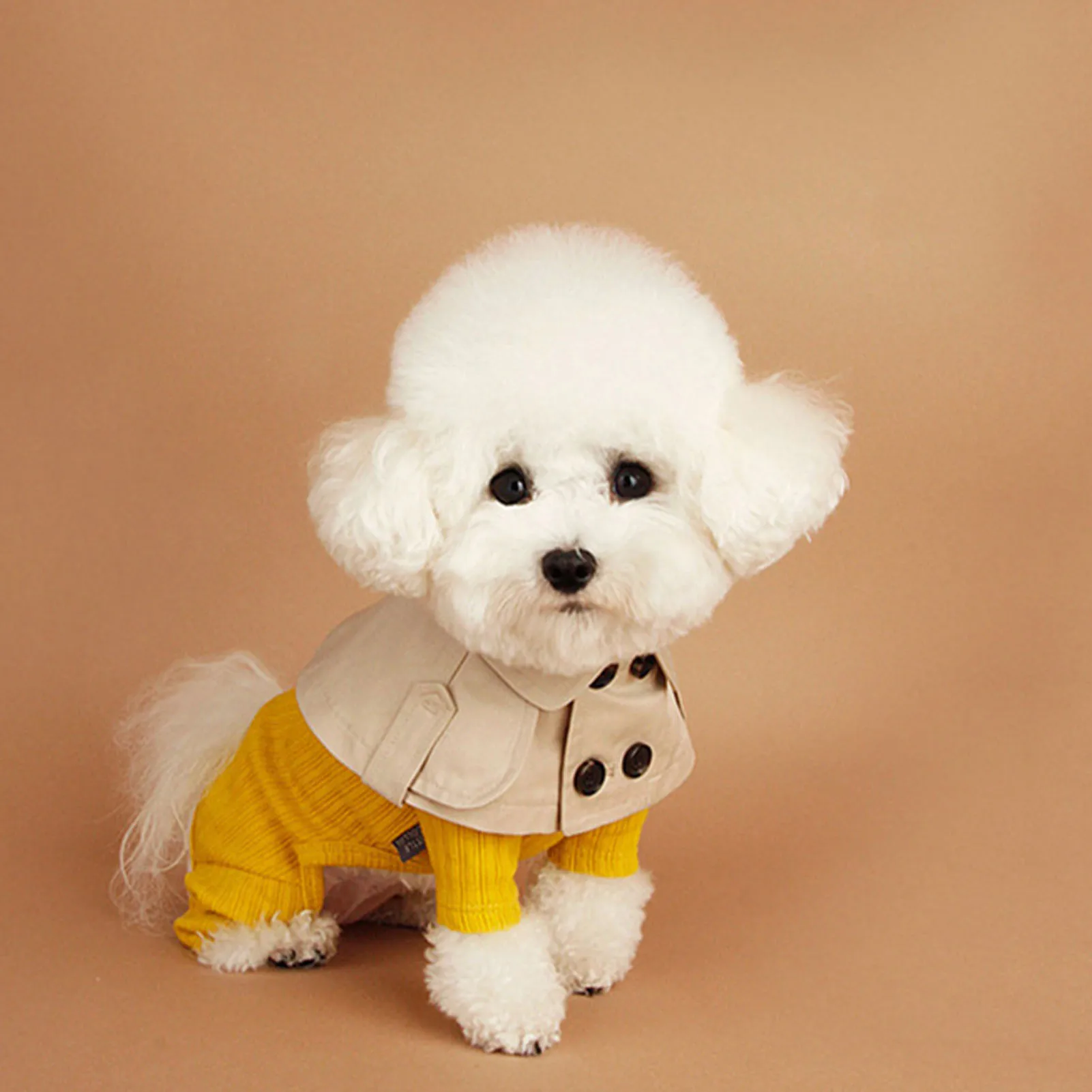 Teddy Bichon корги французский боевые британский стиль повязки Горячая распродажа!