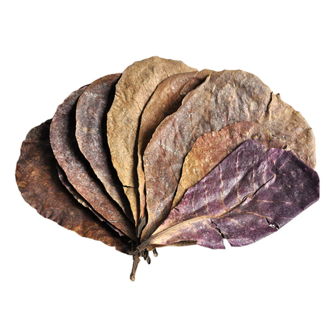 20 шт. натуральные листья Terminalia Catappa индийский остров миндаль Бетта для очистки