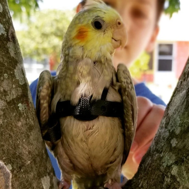 Анти-bite Летающий Band Pet Птица Попугай упряжь поводок OutdoorTraining с поясом в виде