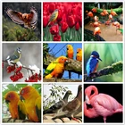 Алмазная 5D картина с изображением пламени птицы голубя, животное, попугая, полная квадратная, круглая, алмазная вышивка, мозаика сделай сам, вышивка крестиком, украшение для дома, подарок