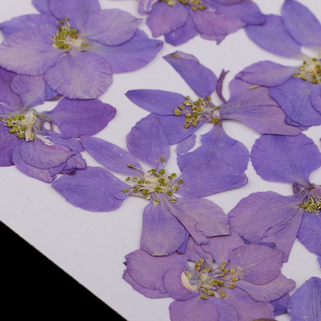 12 штук красивый прессованный цветок ларкспур Натуральные сушеные цветы для