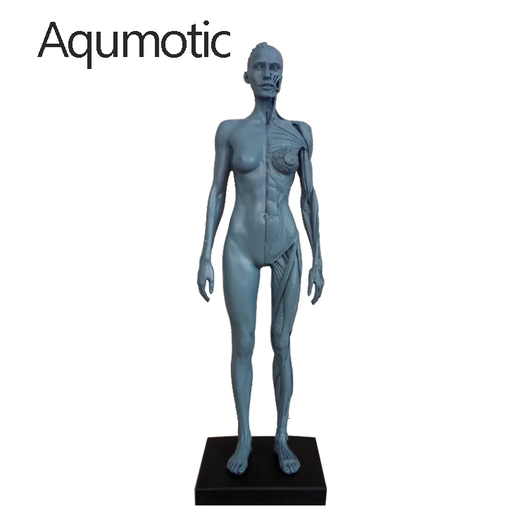 Модель манекена Aqumotic Musul украшение для костей анатомическое искусство