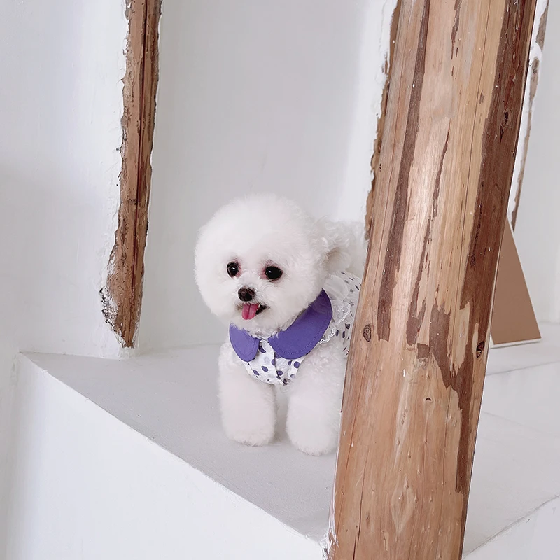 

Pet clothes spring and summer polka dot doll collar lace skirt Teddy Bichon dog cat summer breathable thin section