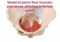 female pelvic floor muscle and nerve model med training